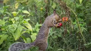 The Eastern Fox Squirrel