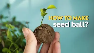 How to Make Seed Bombs (Seed Balls)