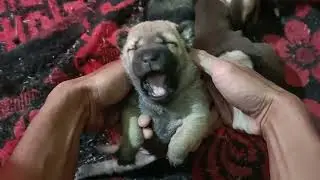 Cho c&aacute;c b&eacute; ăn rồi đi chợ. 