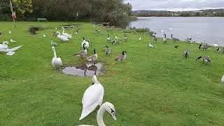 So many swans and geese.