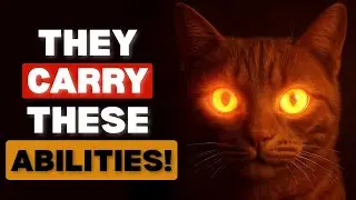 Your Cat Possesses These 5 Spiritual Abilitites.