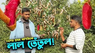দেশে প্রথমবার ভিয়েতনামি লাল তেঁতুলের বাণিজ্যিক চাষ | Ep-1017