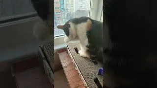 #cats рано утром на рассвете умываются котята #animal