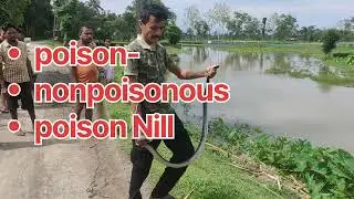 Indian Rat snake rescue video