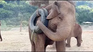 Playful Spirit: Thong Ae's Joyful Adventures - ElephantNews