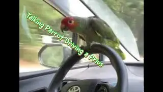 Talking Parrot Driving A Prius Car