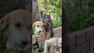 Animals wild life | how beautiful they are ?  #animals #monkeymonkey #monkeybab