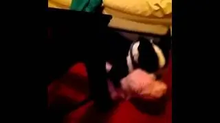 Bostin Terrier humping teddy bear