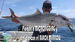 Picada a MICROJIGGING y serviola con el BLACK MINNOW
