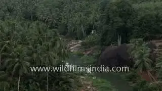 Palm and banana cultivation in Shola forests of Western Ghats