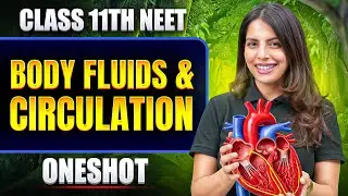 Body Fluids & Circulation in ONE SHOT | All Concept & PYQ | Basic to Advance | Class 11 NEET