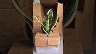 Let's Green Up 💚  #indoorplants #airpurifyingplant #oxygenplant