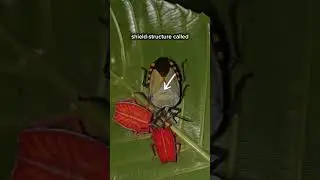 The Shield Bug