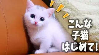 こんな性格の子猫は初めて！驚くほどの◯◯な白猫！