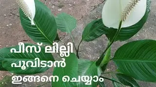 Peace Lily- Best Indoor flowering plant care | Fertilizer Tips
