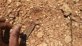 Day #1: Collecting Crinoid Stems in the Fort Payne Formation (Lower Mississippian)