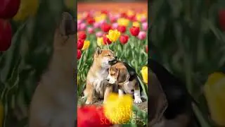 チューリップ🌷💤Tulip Snooze: Shiba & Beagle Babies  #子犬ai #ビーグル #柴犬 #puppy #柴ビー #ai犬
