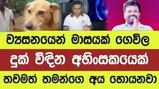 මේ බව්වාගේ ගතිගුණ  මිනිස්සු ලග තියේද?.(Paint of a Dog) @YOUTHPILOT