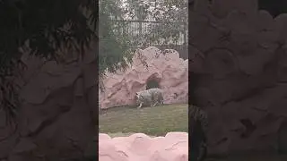 Zoo me White Tiger 😍 | Royal Look 🐅 | Short Video #ytshorts #shorts