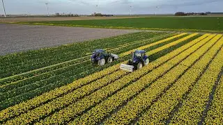 Chopping tulips | tulpen koppen| 2x New Holland T6.160 Blue Power | Maliepaard Bloembollen