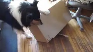Boxing Excitement.