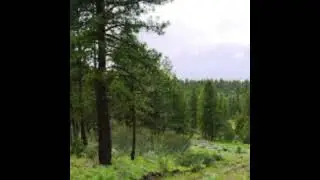 Southern Oregon Forested 10 acres   Trees   Views #mountains