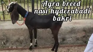 Agra breed goats and nasi hyderabadi bakri available in Hyderabad at Ajwa goat farm bandlaguda