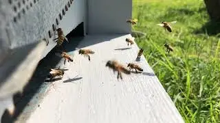 Bees are so important&hellip;