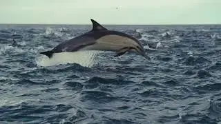 Break free with the Scotiabank Passport Visa Infinite Card