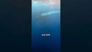 Scientists crack the mystery of whale communication.&nbsp;#Zoology&nbsp;#Biology&nbsp;#Research&nbsp;#Education&nbsp;#Whales