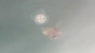 Lovely Jelly Fish  | have you seen a Jelly fish in person? | travel @Lil-s8l #travel #newfoundland