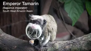 Emperor and Golden-headed Lion Tamarin - London Zoo
