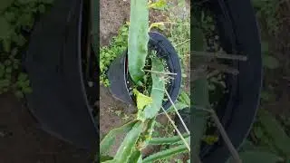 Yellow Isis dragon fruit with new growth