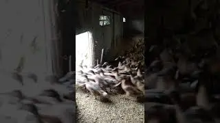 Duck 🦆 🥚 Egg Sale Mobile No 9155072411