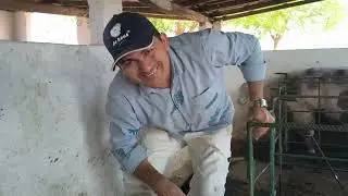 Como fazer sua matriz ter bastante leite para os leitões 
