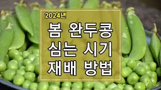 2024년 봄 완두콩 심는 시기 및 재배방법 알아보기