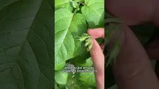 I cut my potato flowers off for bigger potatoes and you should too! 🥔 #garden #homegrown #potatoes