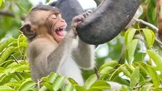 Little Monkey Hulk cries so sadly on the tree
