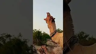 wow 😲 camel 🐫 mouth #viral #shorts #desi #animals