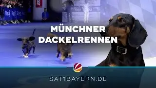 M&uuml;nchner Dackelrennen: Verteidigt Dackel Joshi seinen Titel?