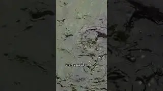 Налим &mdash; ночной хищник российских рек!