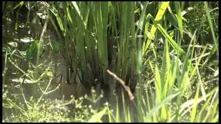 Wild Rice Grower