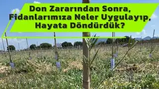 Don Zararından Sonra, Zeytin Fidanlarımıza Neler Uygulayıp, Hayata D&ouml;nd&uuml;rd&uuml;k? #zeytin #lecciana #don