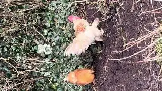  My beautiful rooster and hen#chicken #bantam #rooster 