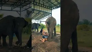 The world's most expensive coffee is made from elephant dung