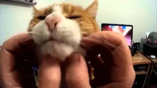 virtual cat petting -cheek rub