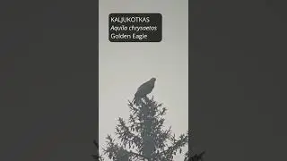 Kaljukotkas, Aquila chrysaetos, Golden Eagle - Eesti linnud