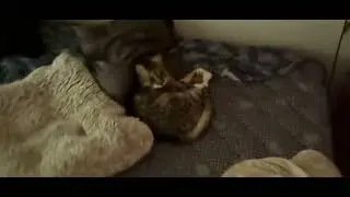 Perimeter Chirp
