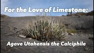 Why Does Agave Utahensis Love Limestone?