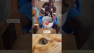 Ohio cat IQ level 100+🤣 New amazing video #viralvideo #cat #entertainment